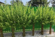 FŰZ FONOTT FA FONOTT PÁLMA FONOTT SALIX NAGY