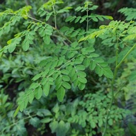 Moringa Oleifera Moringa Olejodárná Chrenový strom 5 semien