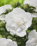 Hibiskus White Chiffon duże białe kwiaty P9