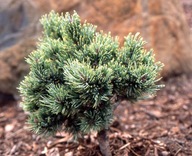 Sosna oścista 'Bashful' Pinus aristata