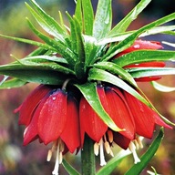 Fritllaria Szachownica Cesarska Rubra Maxima 1 szt