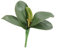 ORCHIDEA LEVÉL ORCHIDEA GUMI LEVELEK