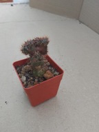 Echinopsis schefereliana monstrum 3161 don 4x4cm WW0517P