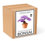 Zestaw do uprawy BONSAI paulownia cesarska