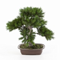 sztuczne drzewko BONSAI Pinia 48 cm sztuczna sosna