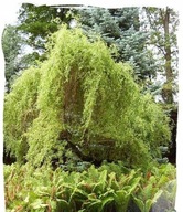 Wierzba Mandzurska zielone loki 672
