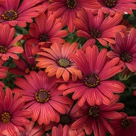 OSTEOSPERMUM-STOKROTKA AFRYKAŃSKA DO GAZONÓW mix