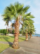 100 x Semená Palm Washingtonia Robusta Palma Washingtonia Palmy pre záhradu