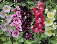 FIGOLISTOVÁ LÁTKA (ALCEA FICIFOLIA) MIX FARIEB - SEMENÁ 50 ks