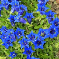 Horec bez sladu Modré kvety Gentiana acaulis Sadenice v kvetináči