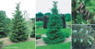Świerk Serbski Picea Omorika PIEKNE DUŻE DRZEWO SOLITER duża ładna sadzonka