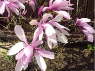 Magnolia "magnolia X soulangeana" GALAXY