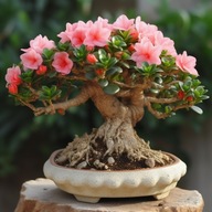 Semená bonsajového stromu Púštna ruža Adenium