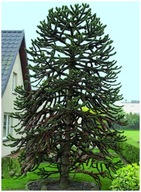 Araukaria Čilská Opica Strom (Araucaria Araucana) semená 1 kusov