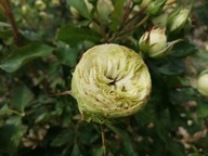 Ruža "rosa" penová zelená č. 1511a