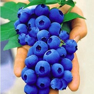 Borówka Amerykańska BLUECROP 4-Letnia Najsmaczniejsze Owoce Sadzonka 2-3L