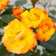 Róża rabatowa BRIGHT SMILES - doniczka 2 litrowa