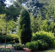Sosna czarna Pinus nigra GREEN ROCKET kolumnowa W DONICY