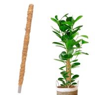 Palik Kokosowy Tyczka Podpora do Roślin 80cm