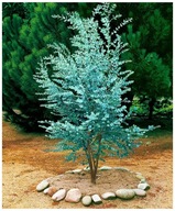 Mrazuvzdorný Modrý Eukalyptus Tasmánsky Gunnii do -18 C semená 5 ks
