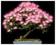 Albánsko Hodvábne Perzské Stromček Svieti v noci semená na Bonsai 10 kusov