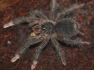 Theraphosa stirmi L2 (3cm) | SpidersOnline