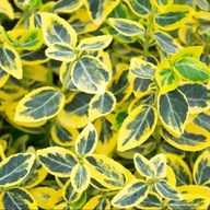 Euonymus fortunei 'Emerald'n Gold' | Trzmielina fortune'a