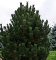 Sosna Górska Hakowata Pinus Uncinata ZIMOZIELONA Duża 3 Letnia Sadzonka 3l