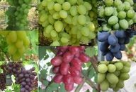 Sada 8 dezertných hrozna s veľkým ovocím. Sadenice viniča.