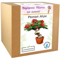 Prezent na Dzień Matki zestaw drzewka bonsai płomień afryki na dzień mamy