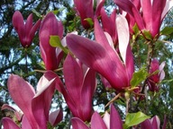 Magnolia "magnolia X soulangeana" SUSAN