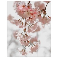 30x40 Obraz plagát Ružové okvetné lístky kvetov romantická dekoratívna stena more p