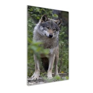 Foto obraz tvrdené sklo Vlk v lese 50x100 cm