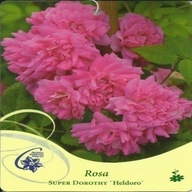 Róża pnąca SUPER DOROTHY HELDORO Rosa