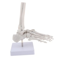 Rozmiar modelu ludzkiej stopy, model szkieletu człowieka