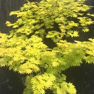 Javor Shirasawy AUREUM