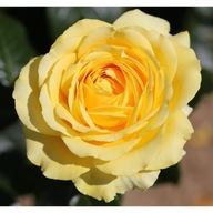 Róża Rabatowa MARSELISBORG Żółta Wielkokwiatowa DONICZKA C5