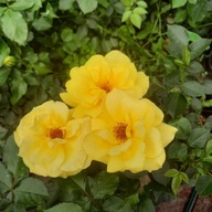 Róża rabatowa żółta Allgold 3L INTENSYWNY ZAPACH