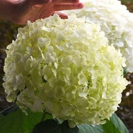 Hortensja drzewiasta 'Strong Annabelle' (Hydrangea) Sadzonka XL- C5