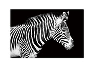 Sklenený obraz 120x80 Zebra (260280)