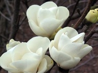 ŚNIEŻNOBIAŁA MAGNOLIA ALBA SUPERBA BIAŁE TULIPANY