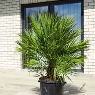 KARŁATKA - palma Piękny Chamaerops humilis - XL