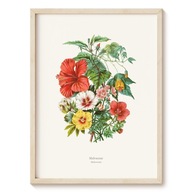 Plakat Botanical Garden - Malwowate - 50x70 cm