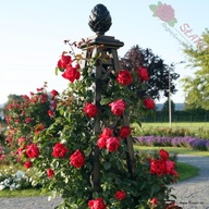 Róża pnąca - Florentina ADR CZERWONA ODPORNA KORDES DONICZKA 6L