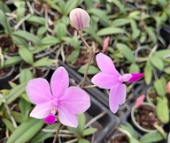 Orchidea Phalaenopsis Siam Treasure (18 Sr)