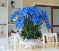 orchidea modrá semená