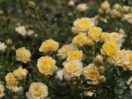 Krycia ruža YELLOW FAIR č. 1874