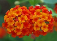 LANTANA OBYČAJNÁ ČERVENÁ LANTANA CAMARA RED 10 N