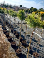 Pinus densiflora – Hustovitá borovica JANE KLUIS – očkovaná na kmeni