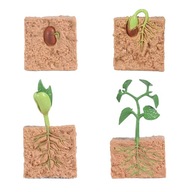 Životný rast rastlín. Vzdelávanie